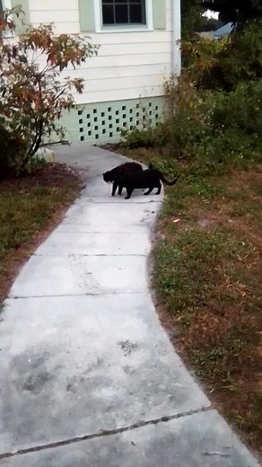 These two are my friend Isabelle's outdoor ( feral ) cats ...Oreo ' the black/white cat hissed at me the whole time I was getting his breakfast this morning....The other one is just as sweet as can be....☺️☺️ | Debbie Swaim