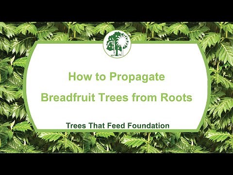 Breadfruit Propagation: How to Grow Breadfruit Trees from Roots