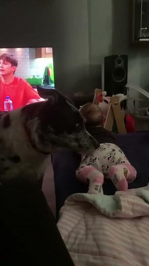 Dog Sniffed the Baby for Poop Then Got Startled
