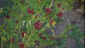 A detailed view of the Glycyrrhiza glabra plant, highlighting its vibrant green leaves and unique structure. Known for its medicinal properties, this plant adds natural beauty to any garden. Stock Video