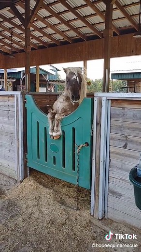 Thank goodness Chocolate's gelding surgery is scheduled for next week 🤦🏼‍♀️