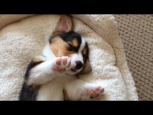 CUTE SLEEPING CORGI PUPPY COMPILATION - Grows Up!