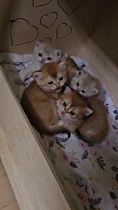 Exploding kittens! 😸 it seems they're not in the mood today oh well | LorettaBritish Cat