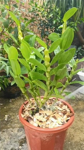 Very simple repotting dendrobium densiflorum plants on the wooden #orchid #garden 🌵🌵
