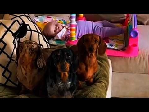 OMG!! BOTH PREGNANT TOGETHER! 🐾💗 THIS IS UNBELIEVABLE!