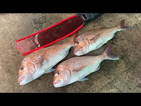 A Guide To Spearfishing Gear - HOW TO SPEARFISH