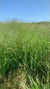 Switchgrass screen update