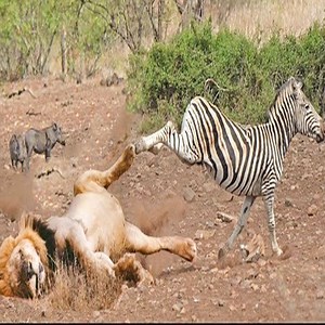 Zebras escape from crocodiles and lions - thanks to the zebra's frightening self-defense skills. #Animal #Lions GROUP: Daily Animals Life | Happy