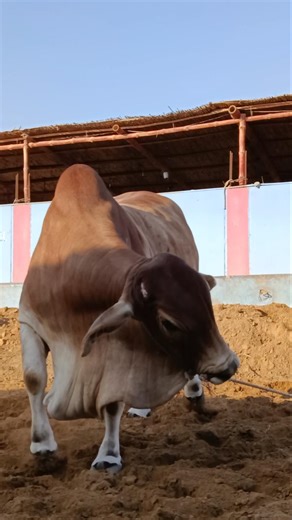stunning standing beauty|| maweshi mandi #beautifulanimal​ #cow​ #shorts