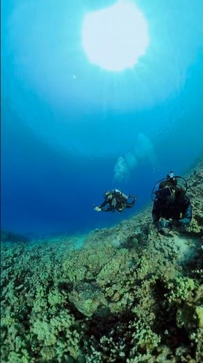 Under the Sea!