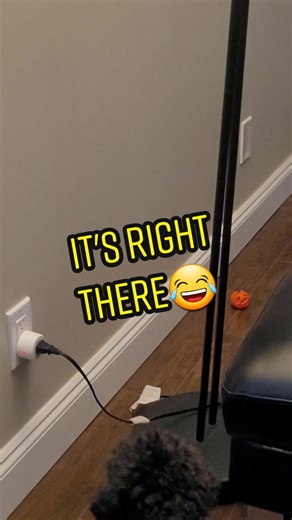 Coco The Pomapoo on TikTok