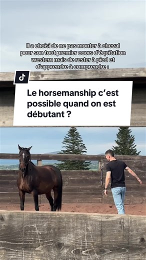 Débuter le horsemanship : une approche à pied