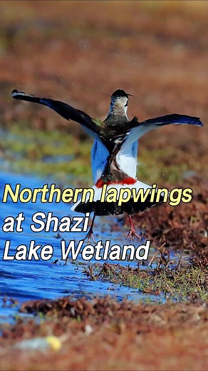 Majestic Northern Lapwings at Shazi Lake Wetland in Tacheng, Xinjiang