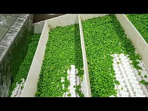 How to process green peas with IQF technology.