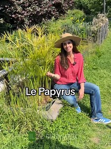 Le papyrus , la plante aquatique au look égyptien qui adore le soleil 🌞 Connue aussi sous le nom de cyperus papyrus. Il lui faut les pieds dans l’eau et la tête au soleil … c’est la diva des zones humides Tu connais ? École Du Breuil #payrus #cyperus #plante #jardin #carolinemunoz #astuce #jardinage #egypte | Caroline Munoz