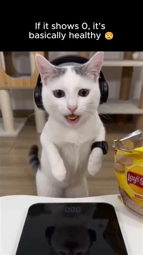 If It Shows 0, It’s Basically Healthy 😒 #cat