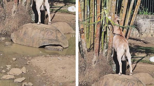 Goat uses tortoise as makeshift ladder
