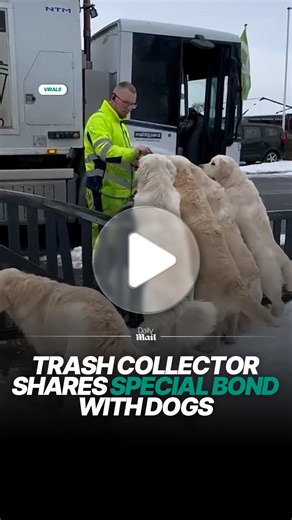 Trash collector greeted daily by neighborhood dogs