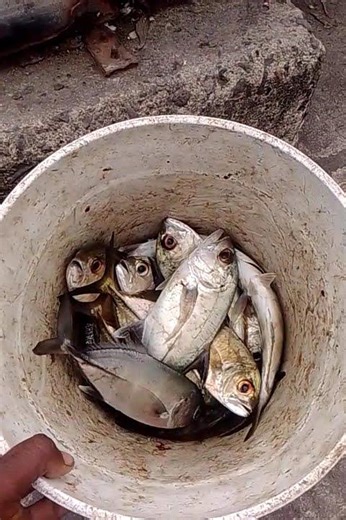 producción de la pesca artesanal de chupador con plumilla 🎣🎣🎣💯