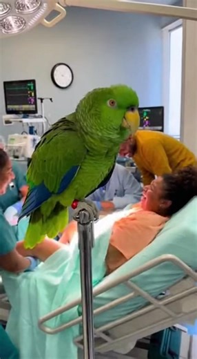 🦜🤣 This Parrot Walked Into a Birth Room and Broke the Internet | Crazy Parrot Tv