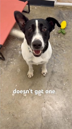 Lulu is new to #teamfetch, here for 4 weeks-love her! ❤️ #dogs #rescuedog #rizz #kennel #funnypets