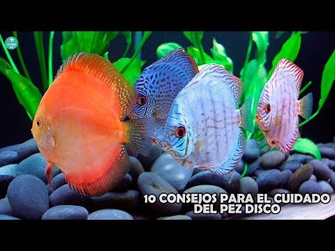 10 TIPS for PROPER CARE of a DISCUS FISH | Symphysodon discus | AcuariosLP