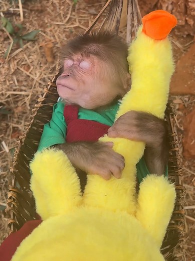 Funny Monkey Bon Enjoys His Hammock