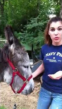 How to Feed a Donkey