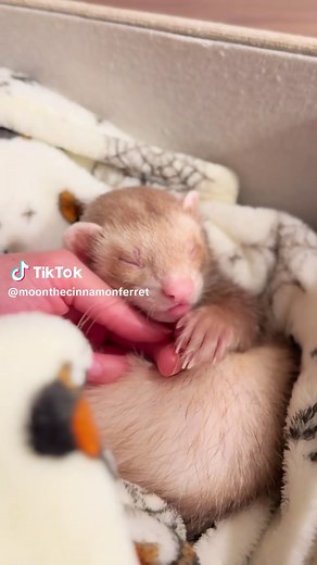 Cuddling with Baby Ferrets: Heartwarming Moments