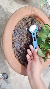 ₹2 में पाएं बस फूल ही फूल #garden #fertilizer #californianativeplants #care #hibiscus vandana Srivastav | vandana Srivastav