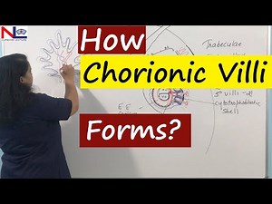 Chorionic Villi | Placenta development | Nursing Lecture