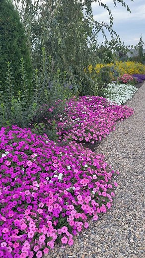 Some of the annuals in the south garden 💜 (Supertunia: Jazzberry, Mini Vista White, Vista Bubblegum, Bordeaux & Tiara Blue. Virtuoso Pinkerific Dahlias, Suncredible Sunflowers) | Garden Answer