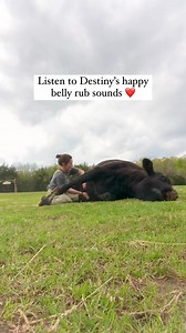 Have you heard a happy cow getting a belly rub? Thank you to amazing sanctuaries like The Gentle Barn who make animals feel safe and loved. Sweet, precious friend. Not food. | Animal Save Movement