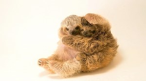 1M views · 22K reactions | Orphaned baby sloths are kept together in pairs to comfort each other after losing their mothers. These juvenile brown-throated sloths are seen at the Toucan Rescue Ranch. | Joel Sartore, Photographer | Facebook
