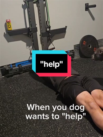 Adorable Pets: The Joy of Caring for Pitbulls