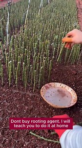 Instructions for making root stimulator #backyardgardening #gardeninglife #vegetablegardening #vegetablegarden #gardeningtips #gardeninglove #organicgardening #gardensofinstagram #gardenideas #urbangardening #gardeningistherapy #gardeninggoals #homegardening #gardeninspiration #lovegardening #gardeningisfun #countrygarden #gardeningmakemehappy #veggiegarden #happygardening | Gardening Paradise