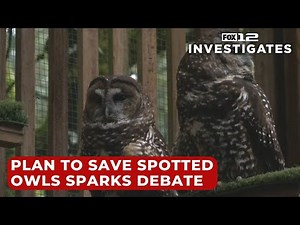 Controversial plan to save spotted owls sparks debate