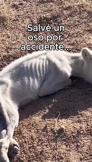 Momentos conmovedores con un perro 🐕