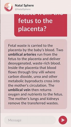 What brings waste from the fetus to the placenta?