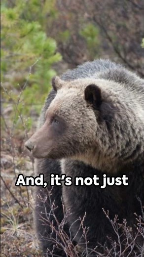 Banff National Park: A Glimpse into Wilderness