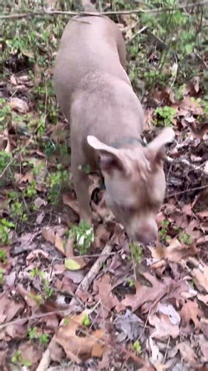 Ducking through the woods , ending up in someone’s back yard ,.. had to duck and run