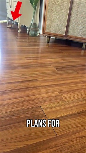 Lizard Hunts Cockroach Pet Rescue Fail