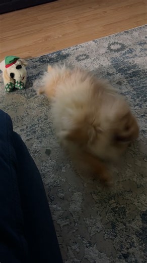 Tried to teach him flame thrower but he did this instead…. #pombon #pokemon #pomeranian