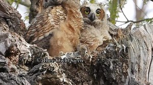 65K views · 2.5K reactions | Look at how cute these 2 baby great horned owls are! Look to the left a nuthatch visits them, then look 10 seconds later as a huge Canada goose flies and perching above them. #wildlifephotography #greathornedowls #nuthatch #canadagoose #theeowlqueen | Thee Owl Queen | Facebook