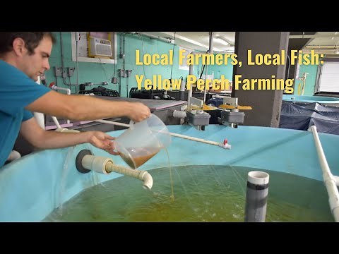 Yellow Perch Farming