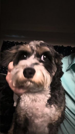 Sweet Puppy Sends You Love For The Week!