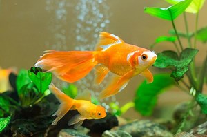 Feng Shui Fish Tank Placement and Design | LoveToKnow