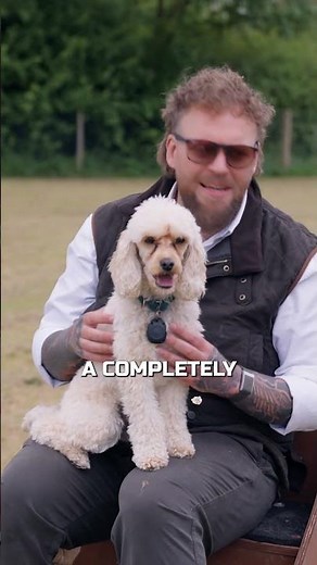 Why You Should Get A Poodle Cross Breed