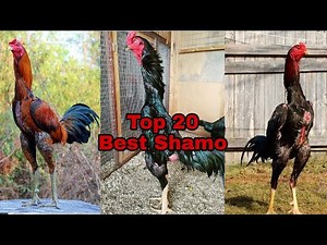 Top 20 | Best Shamo