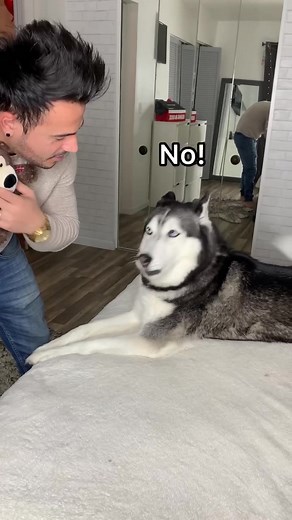 Meeka the Husky - Funny Bear Interaction